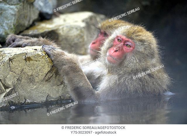Japanese Macaque snow monkey at Jigokudani Monkey Park near Nagano, Honshu, Japan, Asia