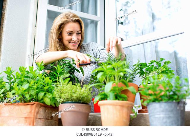 Woman clipping herb plants on windowsill