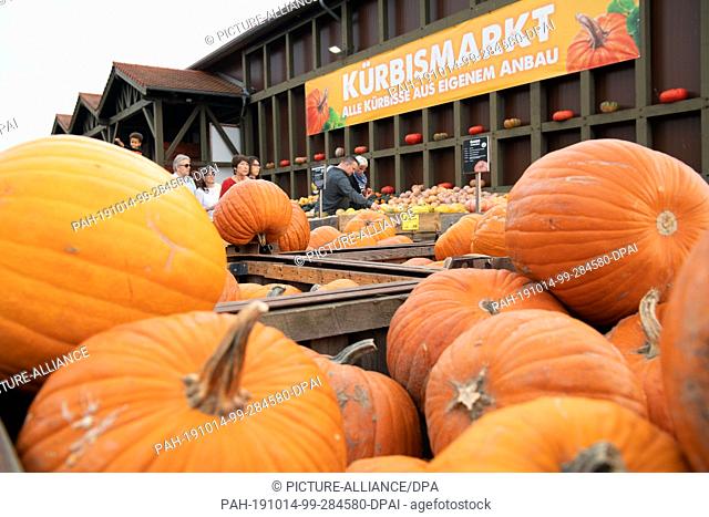 13 October 2019, Brandenburg, Klaistow: Pumpkins are displayed next to each other on the asparagus and adventure farm for sale