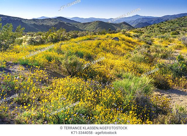 Spring wildflowers blooming in Joshua Tree National Park, California, USA