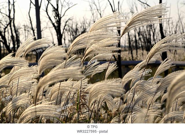 Reed flutters;China