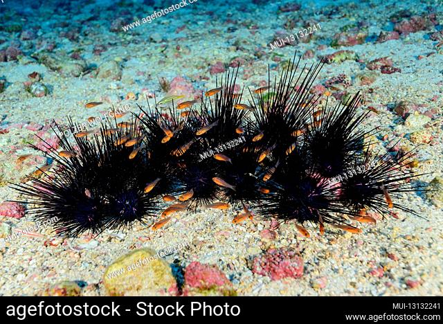Cluster of crown sea urchins (Centrostephanus coronatus) with Guadalupe cardinal fish (Apogon guadalupensis), Cocos Island, Costa Rica, Pacific, Pacific Ocean