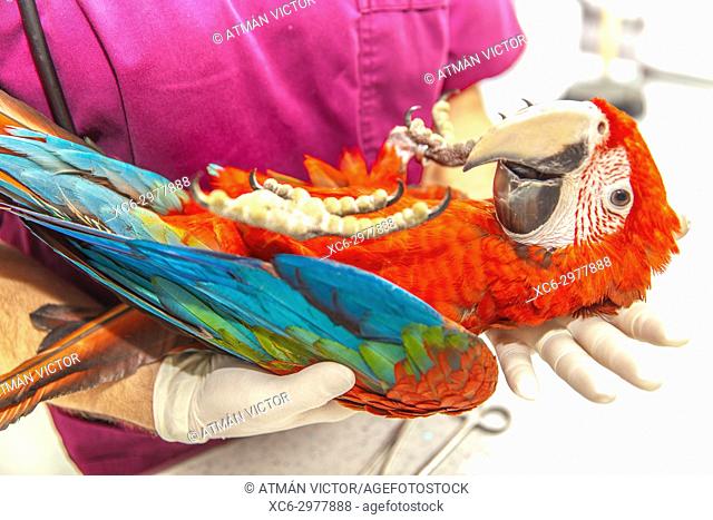 vet doing a clinical examination to a macaw