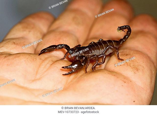 Imperial Scorpion - on keepers hand (Pandinus imperator)