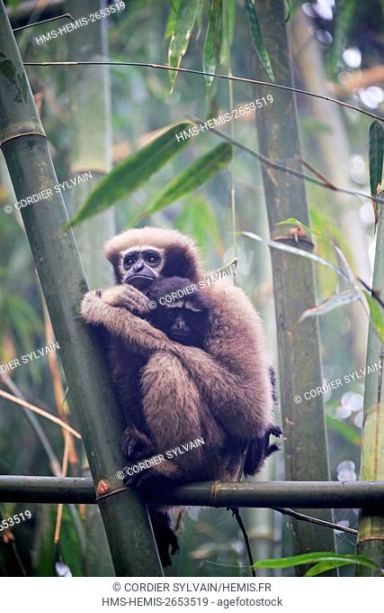 India, Tripura state, Gumti wildlife sanctuary, Western hoolock gibbon (Hoolock hoolock), adult female with baby