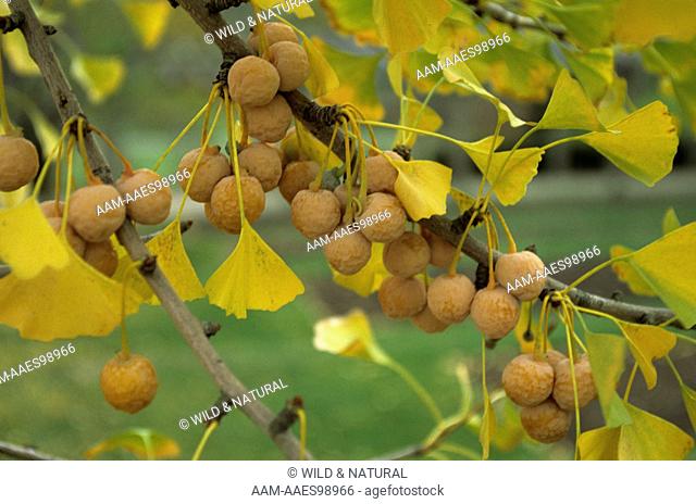 Ginkgo Tree Fruit (Ginkgo biloba)