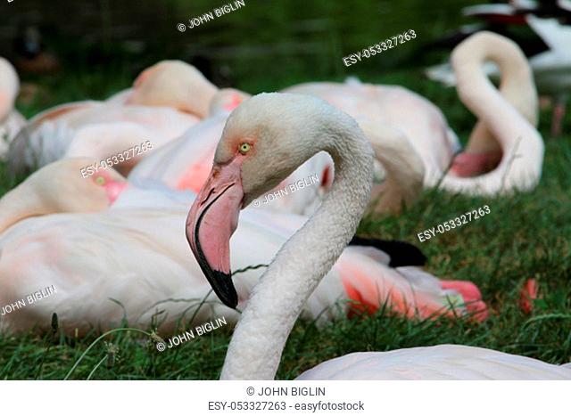 Greater flamingo, Phoenicopterus roseus, with head in profile with grass, water and other flamingoes blurred in the background