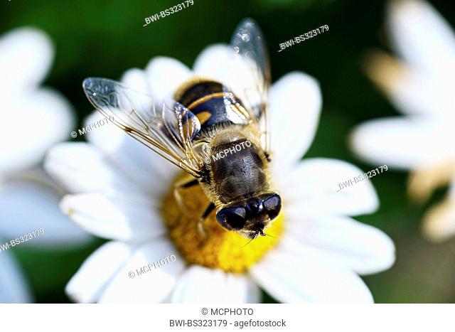 drone fly (rattailed maggot) (Eristalis tenax), sitting on a flower of chamomille, Germany