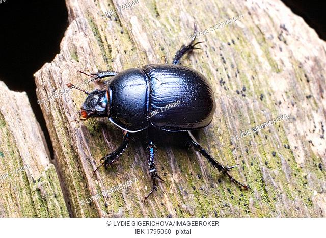 Dor beetle (Anoplotrupes stercorosus, Geotrupes amoethysticus, Geotrupes erythropterus, Geotrupes fauconneti, Geotrupes inaequalis, Geotrupes juvenilis