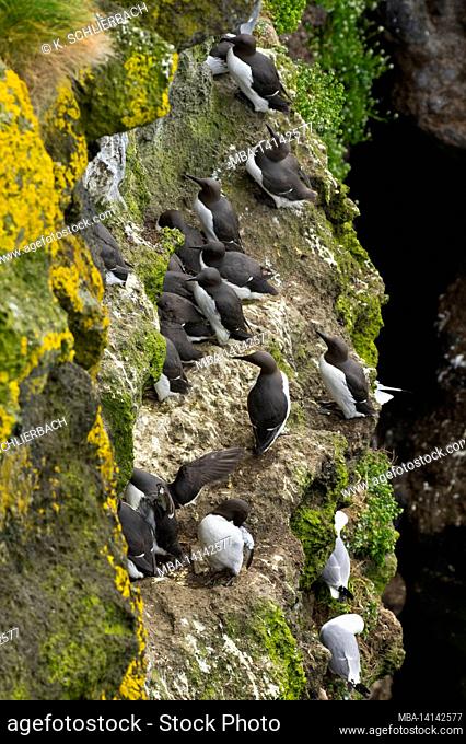 europe, northern ireland, county antrim, causeway coast, carrick-a-rede island bird island near ballintoy, guillemots on the steep coast