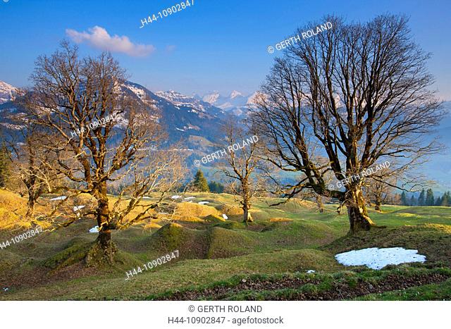 Obergössigen, Switzerland, Europe, canton St. Gallen, Toggenburg, Alp, trees, sycamores, snow, spring