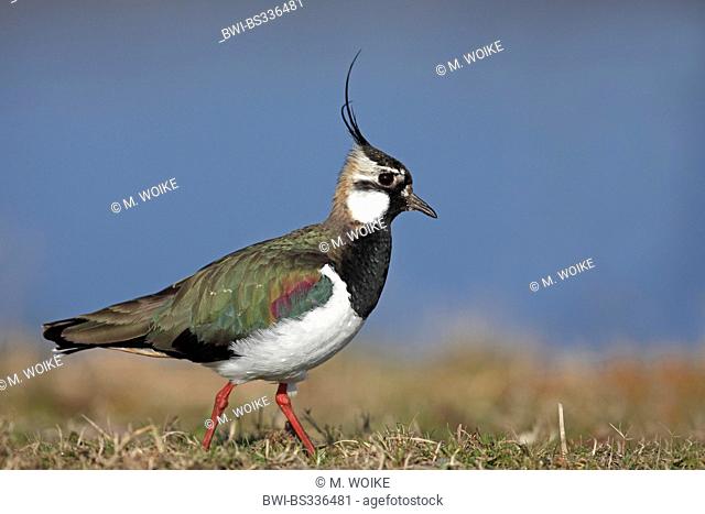 northern lapwing (Vanellus vanellus), male standing in a meadow, Netherlands, Frisia