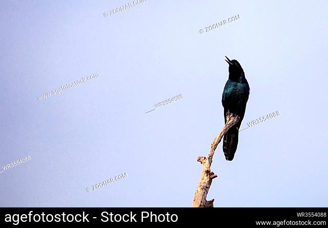 Common Grackle bird Quiscalus quiscula perches high in a tree in Naples, Florida