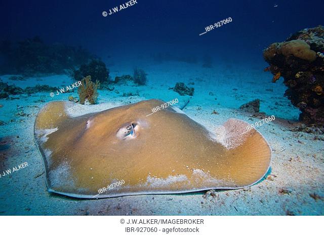 Pointed-nose Stingray (Himantura jenkinsii), also known as a Jenkins Stingray or Roughback Stingray, Indonesia, South East Asia