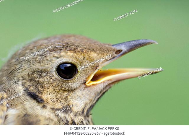 Song Thrush (Turdus philomelos) fledgling, close-up of head, with beak open, in garden, Hampshire, England, July