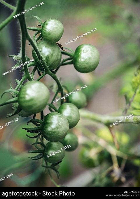 Close up of green tomatoes on the vine in greenhouse
