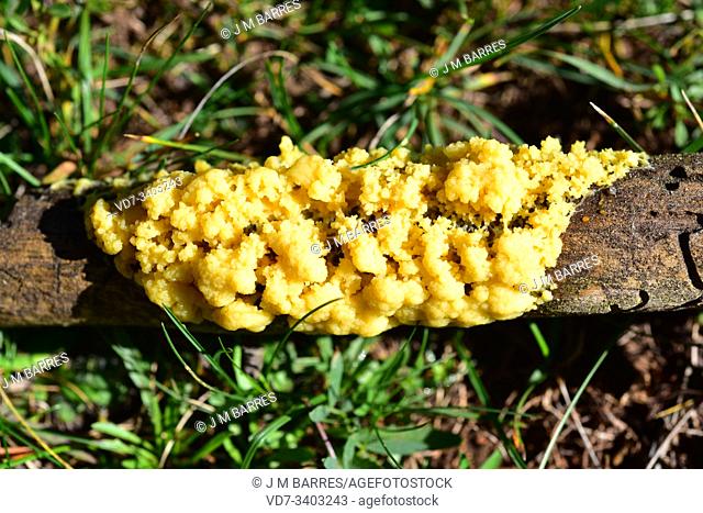 Leocarpus fragilis is a slime mold (Myxomycetes or Myxogastria). This photo was taken near Mosqueruela, Teruel province, Aragon, Spain