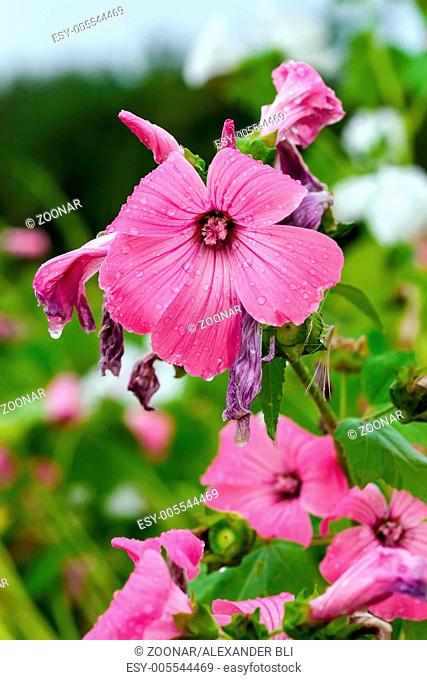 Pink flowers closeup in summer