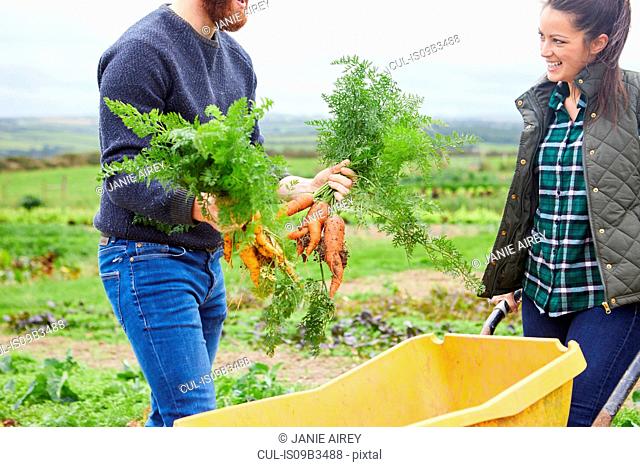 Couple on farm harvesting carrots