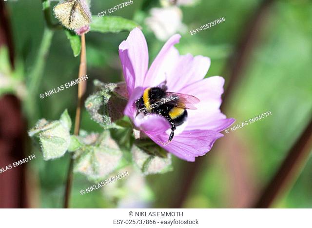 Bumblebee Covered in Pollen Gathering Nectar