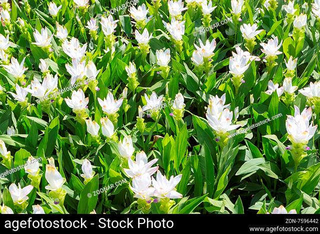 siam tulip of thai land