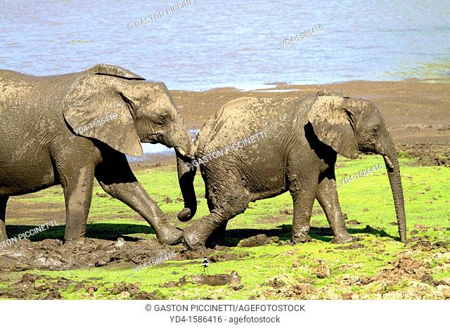 African Elephant Loxodonta africana, walking in the mud, Shingwedzi river, Kruger National Park, South Africa