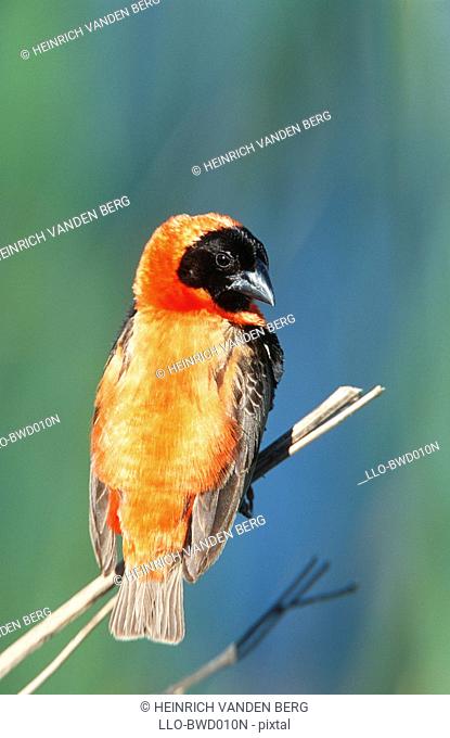 Red Bishop Euplectes hordeaceus Perched on a Branch  Tala Private Reserve, Midlands, Kwa-Zulu Natal Province, South Africa
