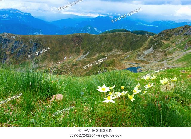 Mountain top panorama. Yellow flowers with lake in background. Pulsatilla alpina from Italian alps