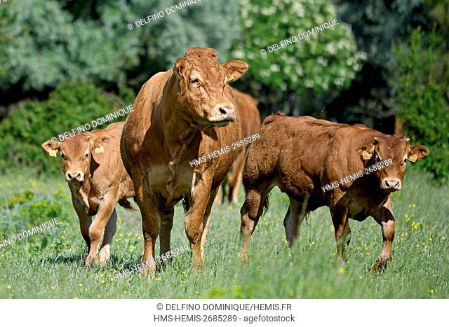 France, Doubs, cows meadow limousine