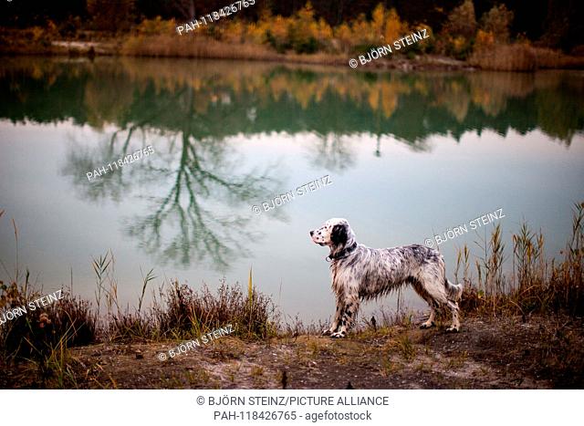 English Setter puppy ""Rudy"" on the 03.11. 2017 in autumnal mood at the pond of Stara Lysa, (Czech Republic). Rudy was born in early January 2017 and moved to...