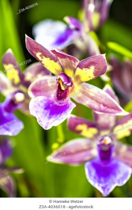 Closeup of the Zygopetalum orchid flower