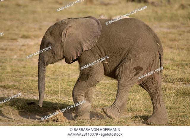 Elephant (Loxodonta africana) calf walking, Amboseli National Park, Kenya