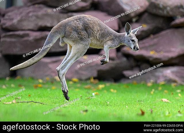 05 October 2022, Saxony, Dresden: A red giant kangaroo jumps across a meadow in the new enclosure. In three months of construction