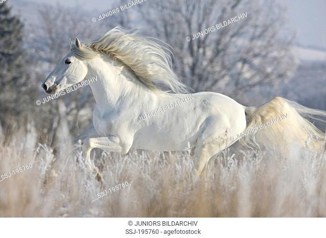 Pure Spanish Horse, Andalusian Gray stallion Escandaloso galloping in winter Germany