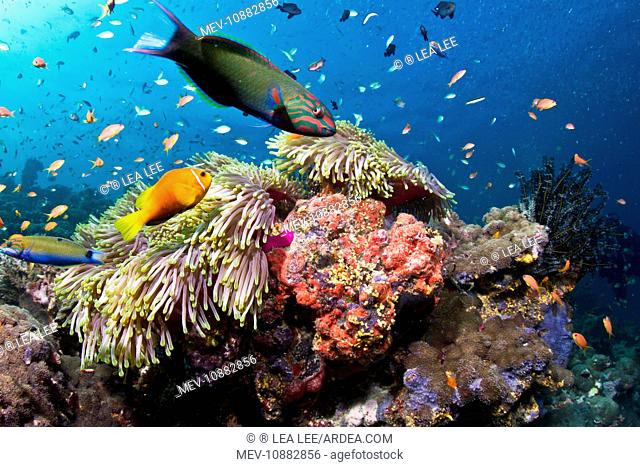 Lyretail Wrasse - with Tomato Anemonefish / Clownfish (Amphiprion frenatus) and Damselfish (Thalassoma lunare). Maldives