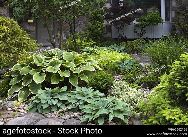 Rock edged border with Hosta plants and Juniperus - Juniper shrub in landscaped front yard garden in late spring