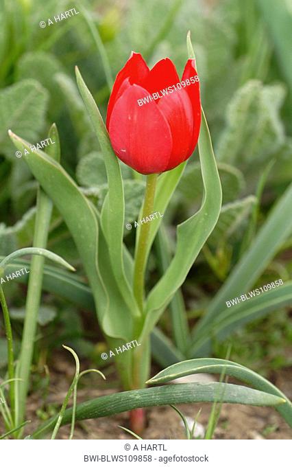 wild tulip Tulipa julia, blooming, Turkey, East Anatolia, Tenduerek-Pass