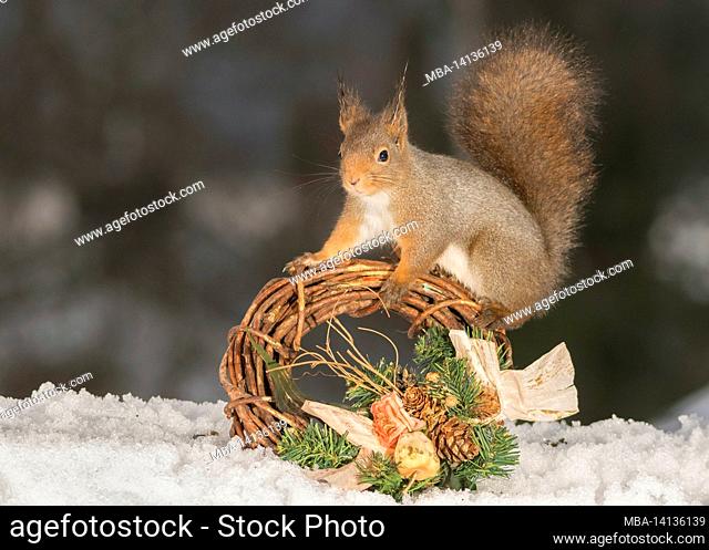 red squirrel standing and a garland on snow