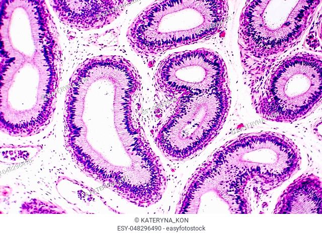 Histology of human epididymis tissue, micrograph. Photo under microscope
