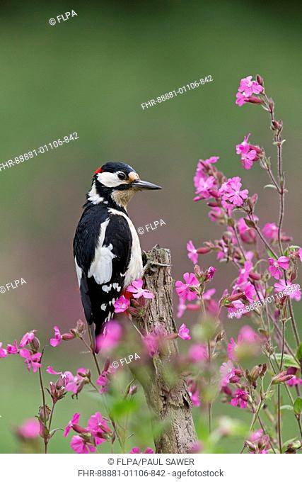 Great Spotted Woodpecker (Dendrocopos major) adult male, perched on stump among Red Campion (Silene dioica) flowers, Suffolk, England, June