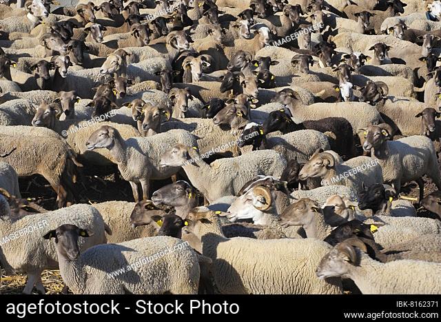 Flock of sheep with ear tags in the enclosure, black sheep and white sheep, full image