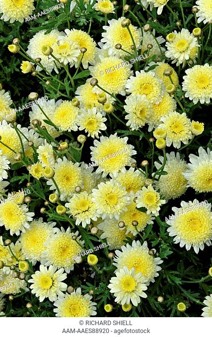 'Courtyard Buttercream' Daisy (Argyranthemum Frutescens)