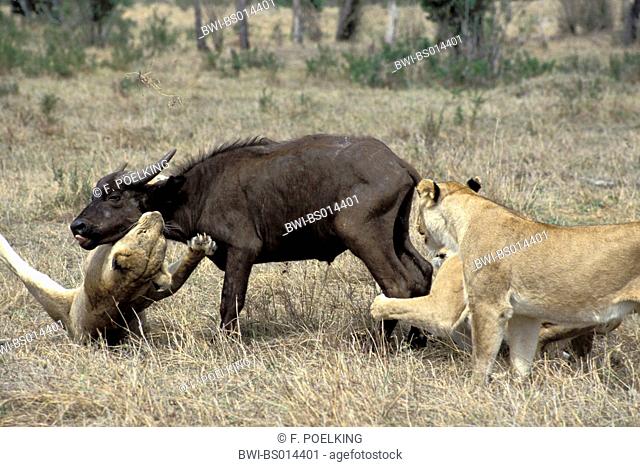 lion (Panthera leo), two lioness attacking African buffalo, Kenya