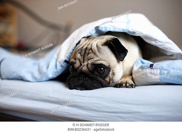 Pug Canis lupus f. familiaris, whelp lying at the edge of a bed looking out from under the sheets