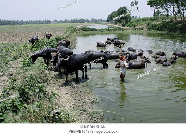 A herd of buffaloes taking summer bath in the Moshan canal Kushtia, Bangladesh May 2010