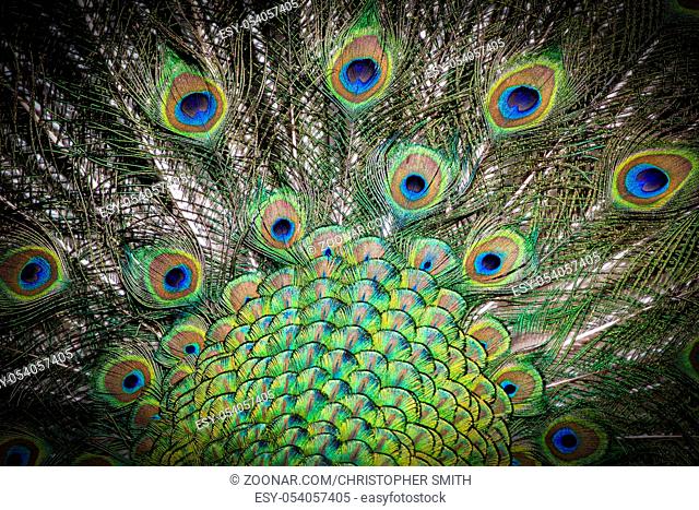 Portrait of beautiful peacock showing feathers