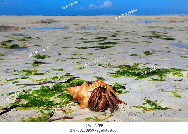 land hermit crab on the beach, Tanzania, Sansibar