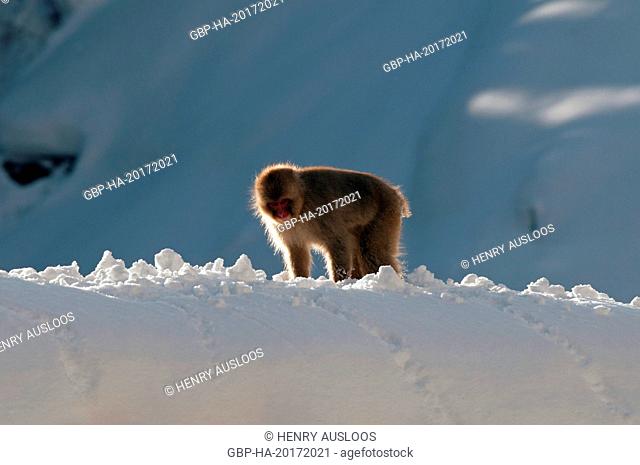 Japanese macaque or snow japanese monkey , walking in the snow (Macaca fuscata), Japan