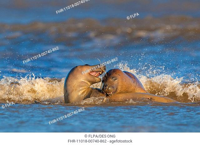 Grey Seal Halichoerus grypus two adults, playing in surf, Donna Nook, Lincolnshire, England, january