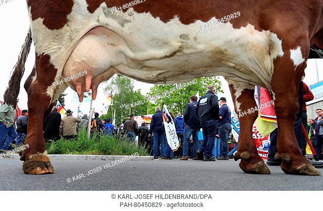 Dairy farmers seen behind a cow during a rally held near the ward office of German agriculture minister Christian Schmidt, in Neustadt an der Aisch,  Germany